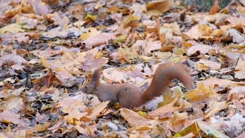 Red squirrel is looking for something in the dry fallen leaves Stock Footage 82640729