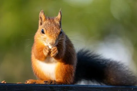 A Red Squirrel Looks at Camera While Eating a Snack Stock Photos