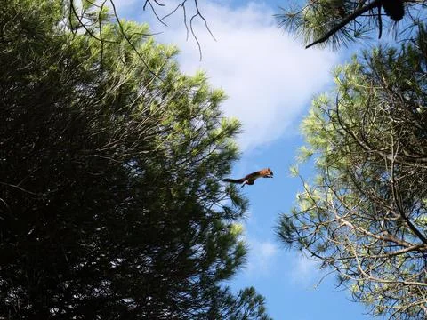 Red squirrel making a brave jump from one tree to another under a bright cloudy Stock Photos