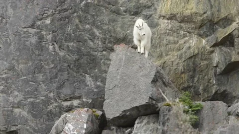 Red Squirrel - mc, ec, hanging upside down, eating pinecone Stock Footage 151228328