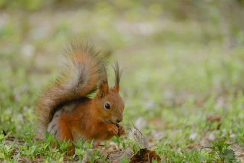 Red squirrel in the middle of the spring forest Stock Photos