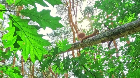Red squirrel moving across branch in summer forest Stock Footage 318068379