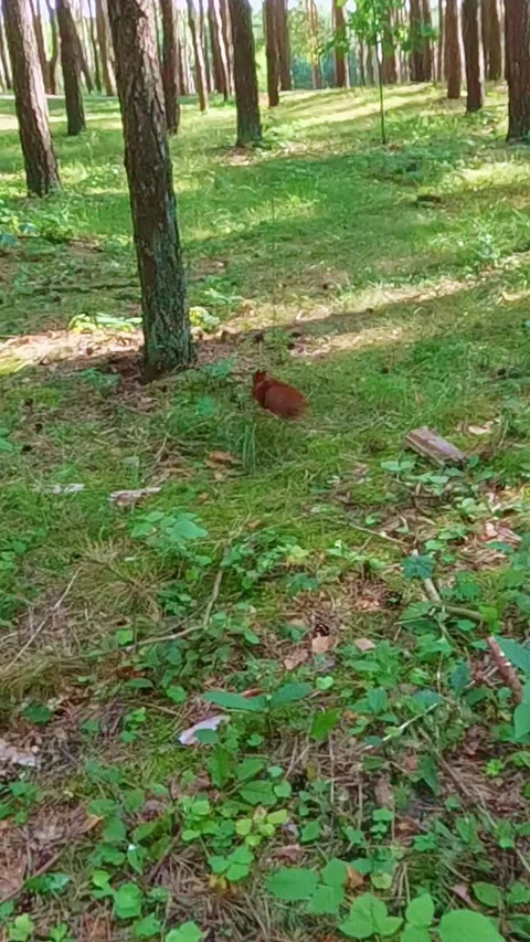 Red squirrel moving across forest floor among pine trees Stock Footage 317170716