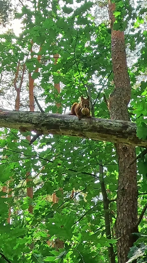 Red squirrel moving across tree branch in summer forest Stock Footage 318902694
