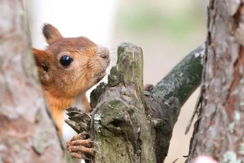 Red Squirrel in nature Stock Photos