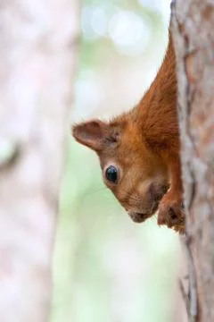 Red Squirrel in nature Foto stock