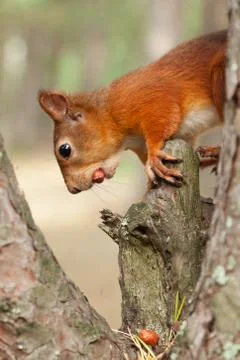 Red Squirrel in nature Foto stock