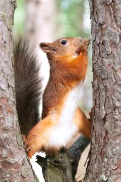 Red Squirrel in nature Stock Photos