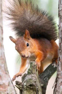 Red Squirrel in nature Stock Photos