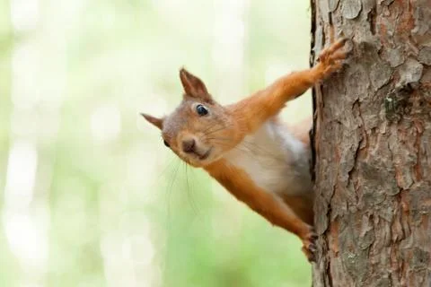 Red Squirrel in nature Stock-Fotos