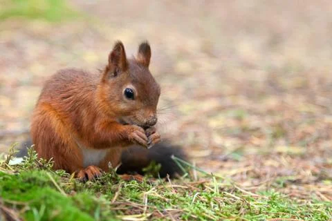 Red Squirrel in nature Stock Photos