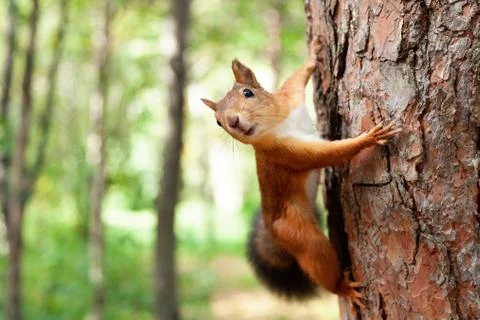 Red Squirrel in nature Stock Photos