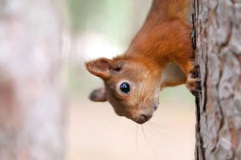 Red Squirrel in nature Foto stock