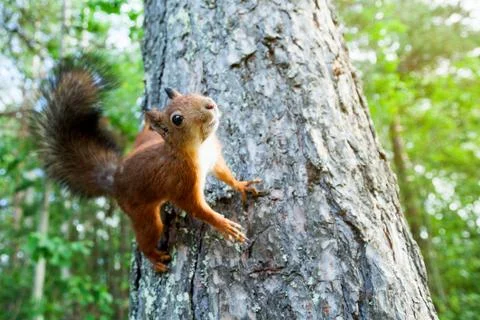 Red Squirrel in nature Stock Photos