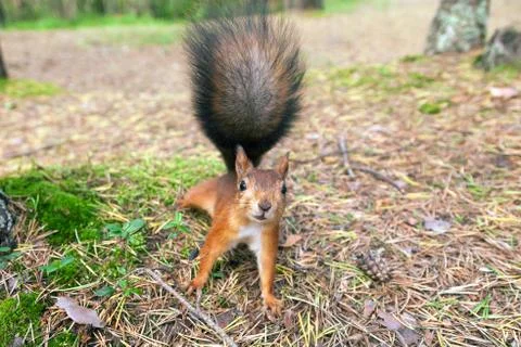 Red Squirrel in nature Stock Photos