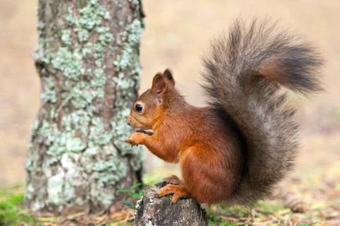 Red Squirrel in nature Stock Photos