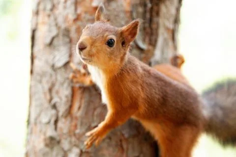 Red Squirrel in nature Stock Photos