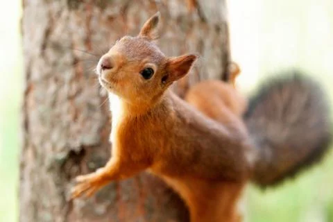 Red Squirrel in nature Foto stock