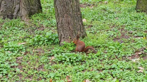 Red squirrel nibbles a nut in the park.  Stock-Footage 332818879