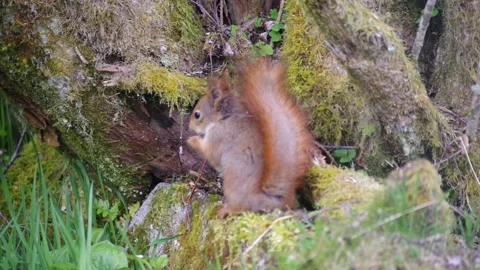 Red Squirrel in Norway back to camera Stock Footage 154454792