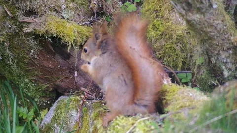 Red Squirrel in Norway back to camera Stock Footage 154454796