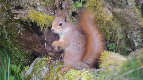 Red Squirrel in Norway back to camera Stock Footage 154454799
