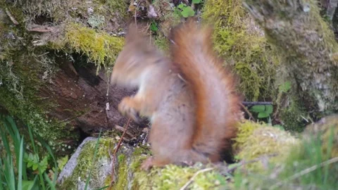 Red Squirrel in Norway back to camera Stock Footage 154454836