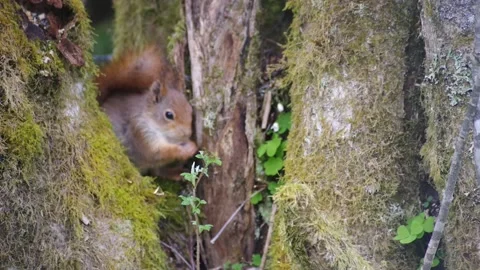 Red Squirrel in Norway Stock Footage 154454742