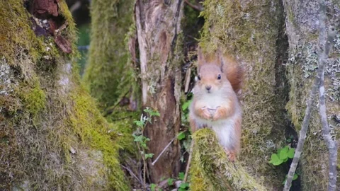 Red Squirrel in Norway Stock Footage 154454749