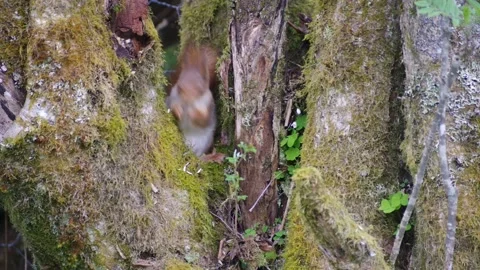 Red Squirrel in Norway Stock Footage 154454876