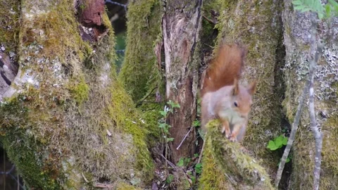Red Squirrel in Norway Stock Footage 154454881