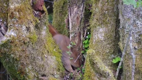 Red Squirrel in Norway Stock Footage 154454894