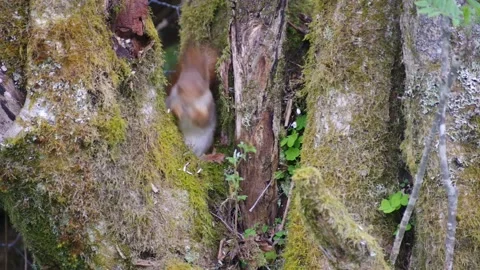 Red Squirrel in Norway Stock Footage 154454898