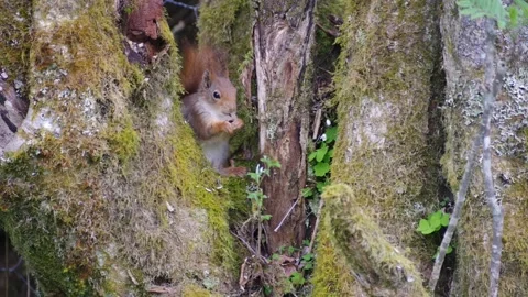Red Squirrel in Norway Stock Footage 154454951