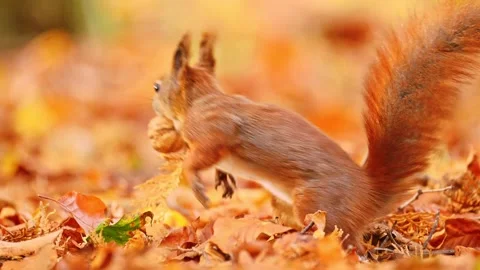 A red squirrel with a nut in an autumn nature Stock Footage 278763423