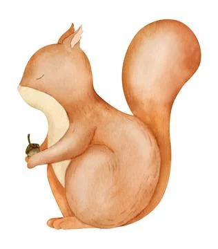 Red Squirrel with nut. Hand drawn watercolor illustration of Woodland Baby Stock Illustration