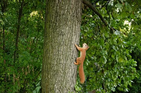A red squirrel with a nut in his teeth runs up a tree and looks at the camera. Stock Photos