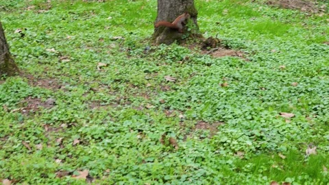 Red squirrel with a nut in its mouth runs on the green grass in the park.  스톡 동영상 332819005