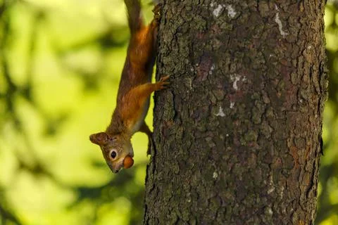 A red squirrel with a nut in its teeth runs upside down from a tree Stock Photos