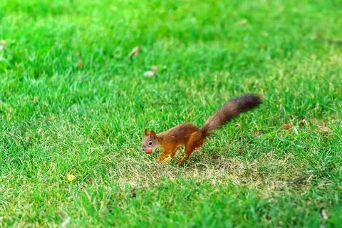 A red squirrel with a nut in its teeth runs through the green grass Stock Photos