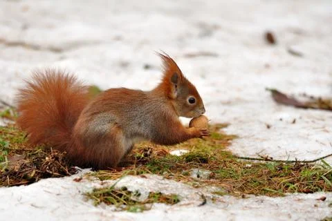 Red squirrel with nut Stock Photos