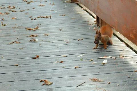 Red squirrel with a nut preparing itself for a winter Foto stock