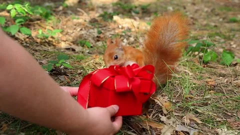 Red squirrel opening and discovering treats inside decorative gift box Video stock 314054376