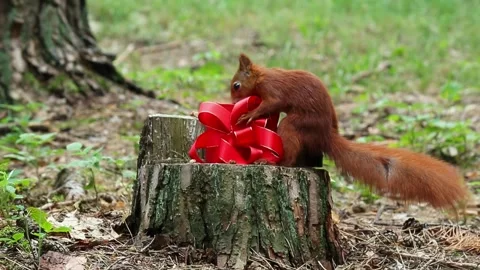 Red squirrel opens red gift box revealing contents inside Stock Footage 313048760