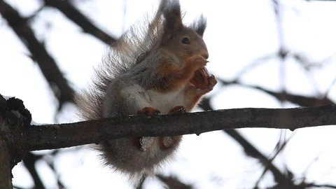 Red squirrel or Eurasian red squirrel sits on a branch and eats a nut Stock-Footage 70891541