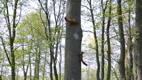 The red squirrel or Eurasian red squirrel is a species of tree squirrel in the Stock Footage 91357711