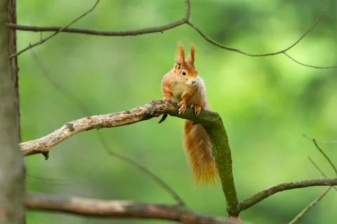 The red squirrel or Eurasian red squirrel on a branch. Sciurus vulgaris Stock Photos
