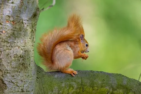 The red squirrel or Eurasian red squirrel eating a peanuts. Sciurus vulgaris Stock Photos