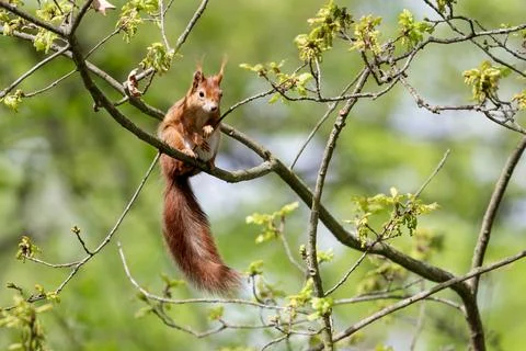 The red squirrel or Eurasian red squirrel on a branch. Sciurus vulgaris Stock Photos