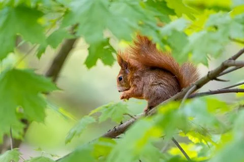 The red squirrel or Eurasian red squirrel on a branch. Sciurus vulgaris Stock Photos
